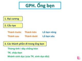 1. Đại cương
2. Cấu tạo
3. Các thành phần đi trong ống bẹn
GPH. Ống bẹn
Thành trước
Thành sau
Thành trên
Thành dưới
Lỗ bẹn nông
Lỗ bẹn sâu
Thừng tinh / dây chằng tròn
TK. chậu-bẹn
Nhánh sinh dục (của TK. sinh dục-đùi)
 