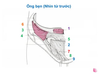 13
6
4
5
2
7
8
9
Ống bẹn (Nhìn từ trước)
 