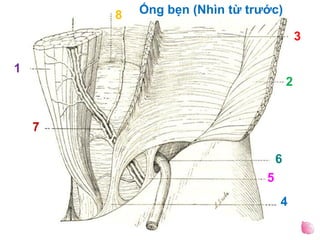 1
2
3
4
5
6
7
8 Ống bẹn (Nhìn từ trước)
 
