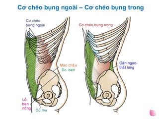 Cơ chéo bụng ngoài – Cơ chéo bụng trong
 