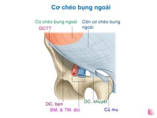Cơ chéo bụng ngoài
 