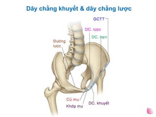 Dây chằng khuyết & dây chằng lược
 