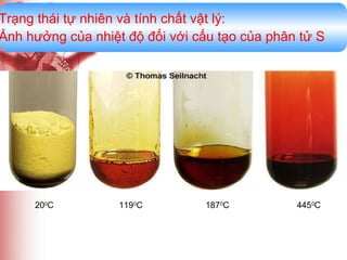 Trạng thái tự nhiên và tính chất vật lý:
Ảnh hưởng của nhiệt độ đối với cấu tạo của phân tử S

200C

1190C

1870C

4450C

 