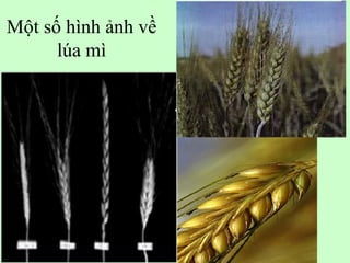 Một số hình ảnh về
lúa mì
 
