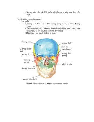 + Xương hàm trên gãy khi có lực tác động trực tiếp vào tầng giữa
mặt
1.2 Đặc điểm xương hàm dưới
-Giải phẫu
+ Xương hàm dưới là một thân xương, cứng, mảnh, có nhiều đường
cong.
+ Xương di động nhờ khớp thái dương hàm hai bên gồm : hõm chảo,
sụn chêm, cổ lồi cầu, bao khớp và dây chằng.
+ Điểm yếu : các huyệt ổ răng, lỗ cằm.
Hình 2: Xương hàm trên và các xương xung quanh
Xương trán
Xương lệ Xương thái
dương
Xương chình
mũi
Xương
gò má
Xương hàm trên
Xương hàm dưới
Cánh lớn
xương bướm
Xương đỉnh
Vách lá mía
 