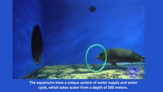 The aquariums have a unique system of water supply and water
cycle, which takes water from a depth of 500 meters.