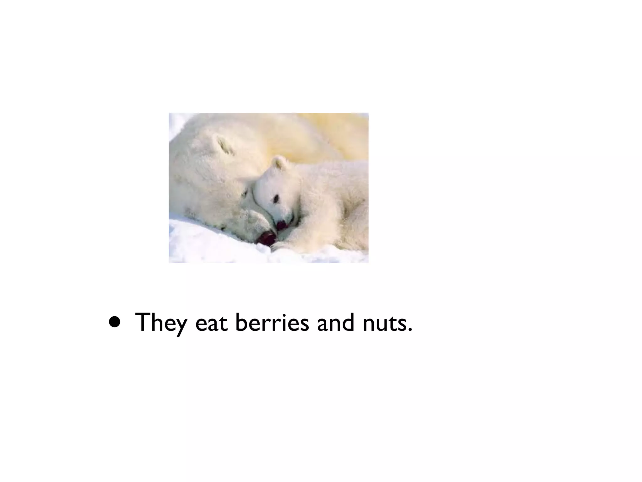 • They eat berries and nuts.
 