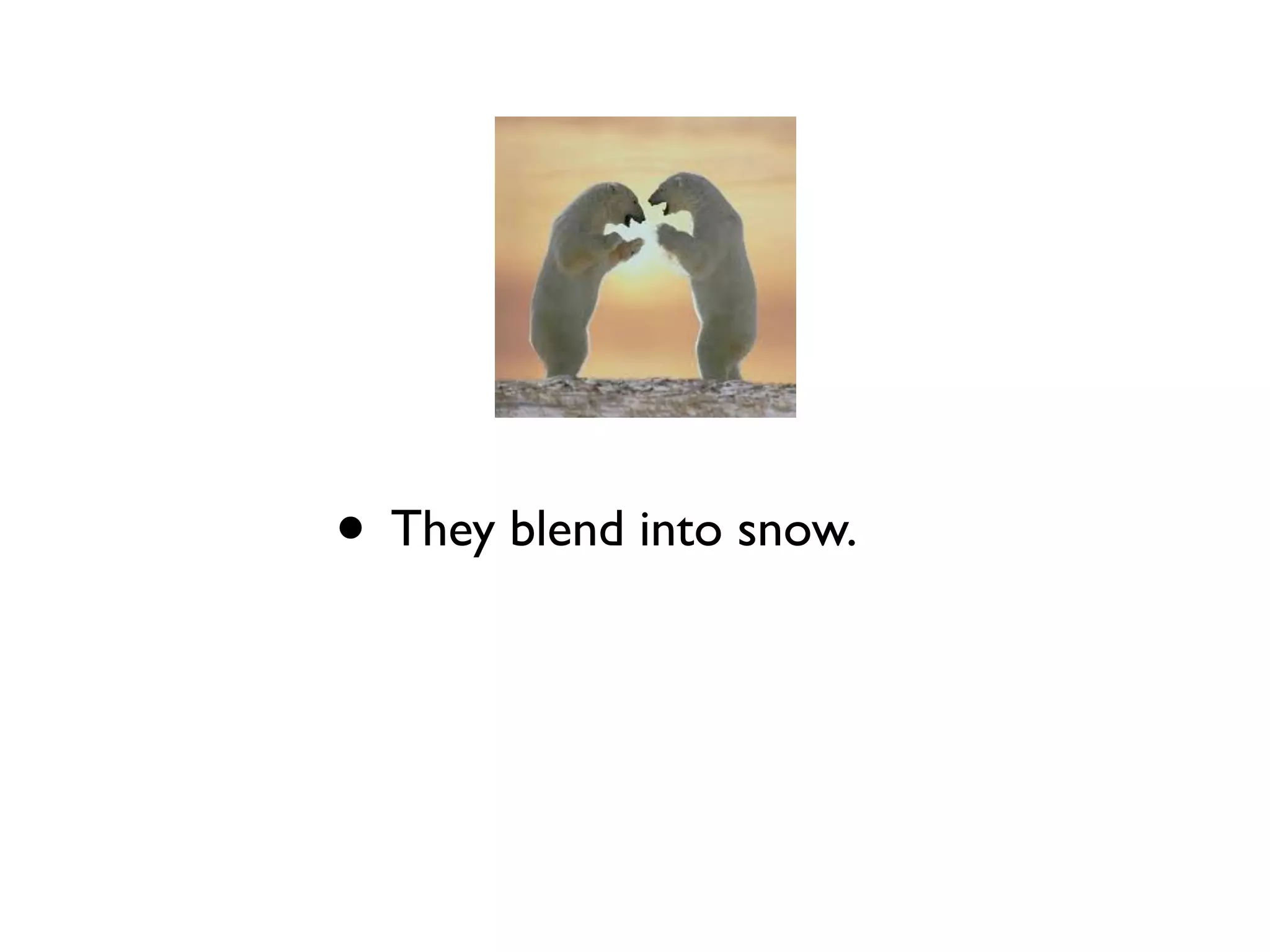 • They blend into snow.
 