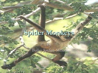 Spider Monkeys By Bailey Jordan-Miller 5B 