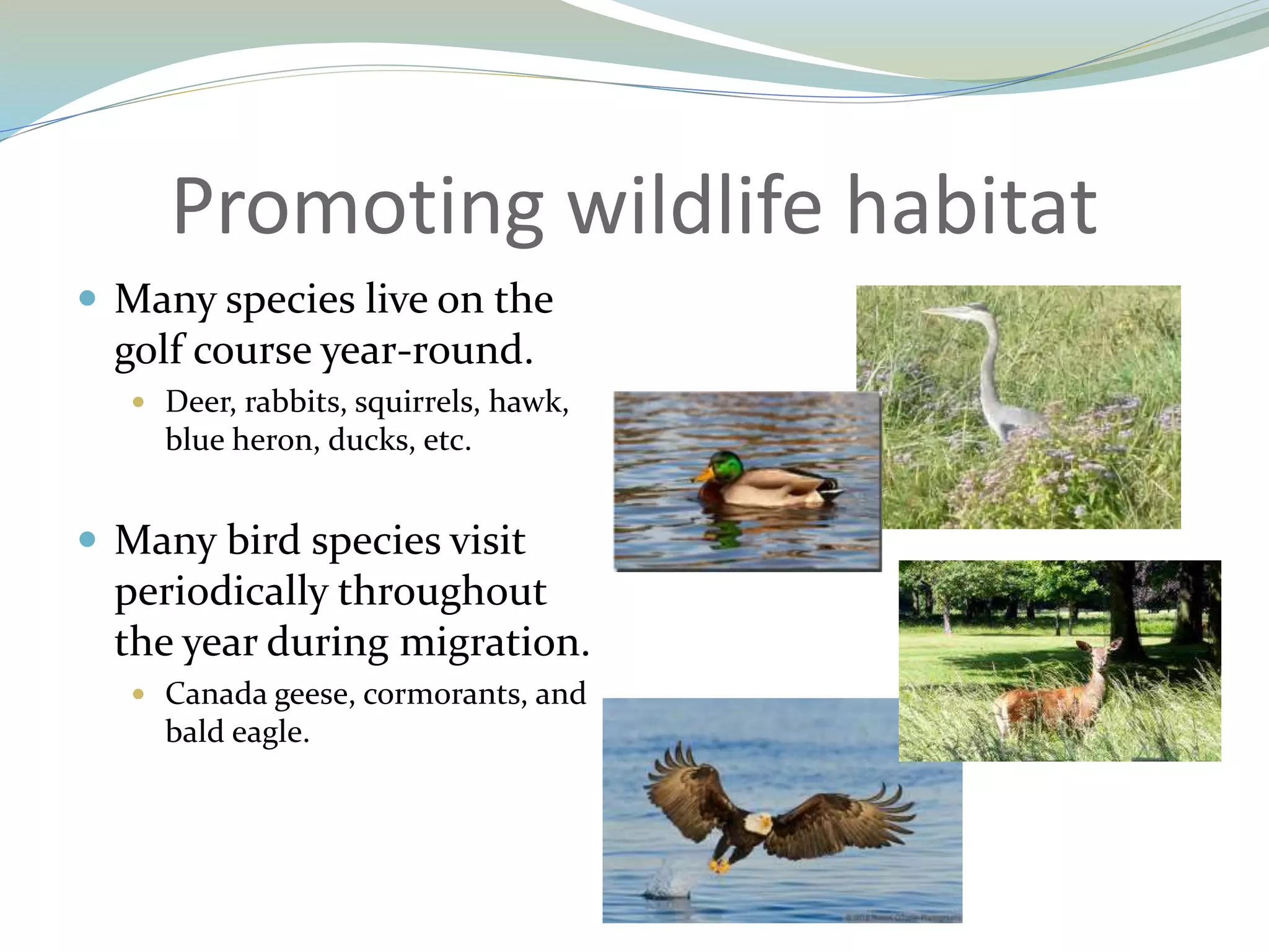 Promoting wildlife habitat
 Many species live on the
golf course year-round.
 Deer, rabbits, squirrels, hawk,
blue heron, ducks, etc.
 Many bird species visit
periodically throughout
the year during migration.
 Canada geese, cormorants, and
bald eagle.
 