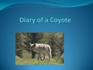 Diary of a Coyote   