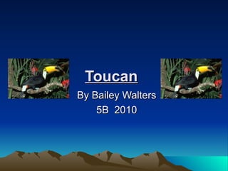 Toucan By Bailey Walters 5B  2010 