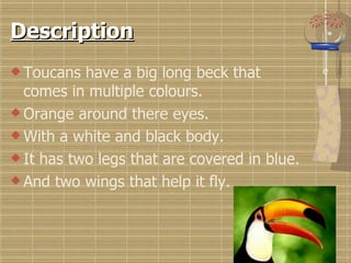 Description Toucans have a big long beck that comes in multiple colours. Orange around there eyes. With a white and black body. It has two legs that are covered in blue. And two wings that help it fly. 