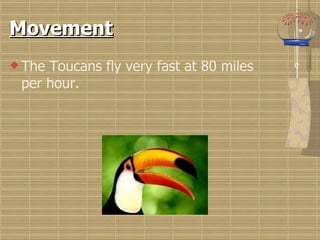Movement The Toucans fly very fast at 80 miles per hour. 