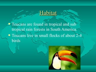 H abitat Toucans are found in tropical and sub tropical rain forests in South America.  Toucans live in small flocks of about 2-4 birds 