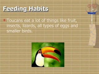 Feeding Habits Toucans eat a lot of things like fruit, insects, lizards, all types of eggs and smaller birds. 