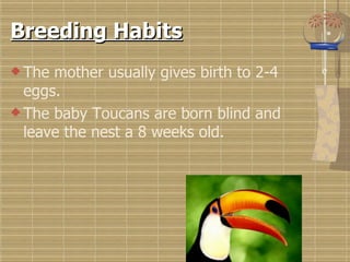 Breeding Habits The mother usually gives birth to 2-4 eggs. The baby Toucans are born blind and leave the nest a 8 weeks old. 