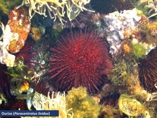 Ourizo (Paracentrotus lividus)
 