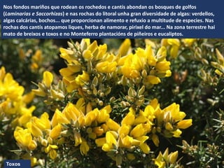 Toxos
Nos fondos mariños que rodean os rochedos e cantís abondan os bosques de golfos
(Laminarias e Saccorhizas) e nas rochas do litoral unha gran diversidade de algas: verdellos,
algas calcárias, bochos... que proporcionan alimento e refuxio a multitude de especies. Nas
rochas dos cantís atopamos liques, herba de namorar, pirixel do mar... Na zona terrestre hai
mato de breixos e toxos e no Monteferro plantacións de piñeiros e eucaliptos.
 