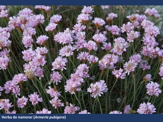 Herba de namorar (Armeria pubigera)
 
