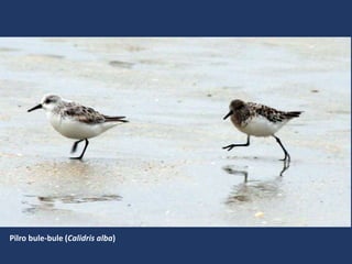 Pilro bule-bule (Calidris alba)
 