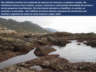 Nos hábitatas mariños hai multitude de especies de moluscos, crustáceos e peixes. No
infralitoral rochoso viven estrelas, ourizos, anémonas e unha grande diversidade de vermes e
outros pequenos invertebrados. No intermareal abondan os mexillóns, os ourixos, os
arneiróns, os percebes… Nos hábitats terrestres destaca a presenza de numerosas aves
mariñas e algunhas do mato así como insectos e algún réptil.
 