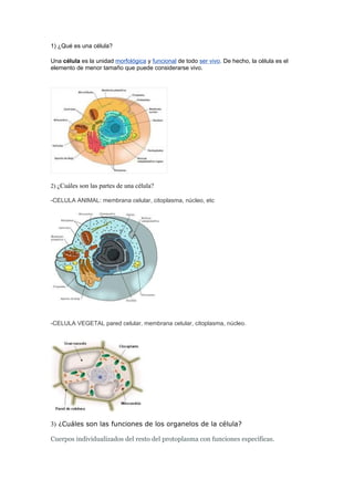 1) ¿Qué es una célula?

Una célula es la unidad morfológica y funcional de todo ser vivo. De hecho, la célula es el
elemento de menor tamaño que puede considerarse vivo.




2) ¿Cuáles son las partes de una célula?

-CELULA ANIMAL: membrana celular, citoplasma, núcleo, etc




-CELULA VEGETAL pared celular, membrana celular, citoplasma, núcleo.




3) ¿Cuáles son las funciones de los organelos de la célula?

Cuerpos individualizados del resto del protoplasma con funciones específicas.
 