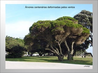 Árvores centenárias deformadas pelos ventos
 