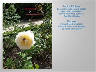 Jardins Públicos
Encontram-se por toda a Cidade
bem tratados e floridos
mesmo no Inverno quando a
Camélia é Rainha
Parques
Percorrê-los é um prazer
Natureza, Cheiros e Paisagens
ao nosso e seu dispor
 
