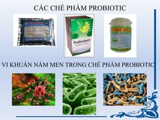CÁC CHẾ PHẨM PROBIOTIC
VI KHUẨN NẤM MEN TRONG CHẾ PHẨM PROBIOTIC
 