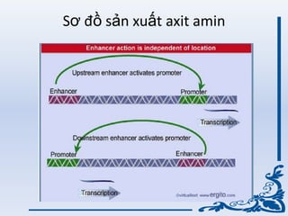 Sơ đồ sản xuất axit amin
 