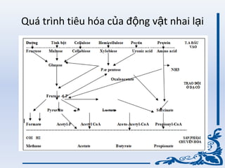 Quá trình tiêu hóa của động vật nhai lại
 