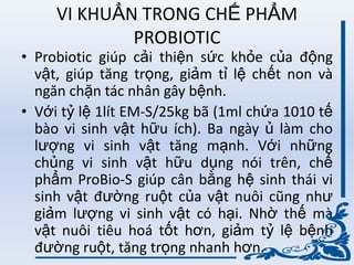 VI KHUẨN TRONG CHẾ PHẨM
PROBIOTIC
• Probiotic giúp cải thiện sức khỏe của động
vật, giúp tăng trọng, giảm tỉ lệ chết non và
ngăn chặn tác nhân gây bệnh.
• Với tỷ lệ 1lít EM-S/25kg bã (1ml chứa 1010 tế
bào vi sinh vật hữu ích). Ba ngày ủ làm cho
lƣợng vi sinh vật tăng mạnh. Với những
chủng vi sinh vật hữu dụng nói trên, chế
phẩm ProBio-S giúp cân bằng hệ sinh thái vi
sinh vật đƣờng ruột của vật nuôi cũng nhƣ
giảm lƣợng vi sinh vật có hại. Nhờ thế mà
vật nuôi tiêu hoá tốt hơn, giảm tỷ lệ bệnh
đƣờng ruột, tăng trọng nhanh hơn.
 
