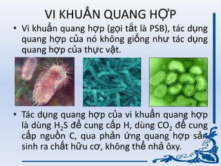 VI KHUẨN QUANG HỢP
• Vi khuẩn quang hợp (gọi tắt là PSB), tác dụng
quang hợp của nó không giống nhƣ tác dụng
quang hợp của thực vật.
• Tác dụng quang hợp của vi khuẩn quang hợp
là dùng H2S để cung cấp H, dùng CO2 để cung
cấp nguồn C, qua phản ứng quang hợp sản
sinh ra chất hữu cơ, không thể nhả ôxy.
 