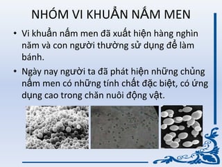 NHÓM VI KHUẨN NẤM MEN
• Vi khuẩn nấm men đã xuất hiện hàng nghìn
năm và con ngƣời thƣờng sử dụng để làm
bánh.
• Ngày nay ngƣời ta đã phát hiện những chủng
nấm men có những tính chất đặc biệt, có ứng
dụng cao trong chăn nuôi động vật.
 