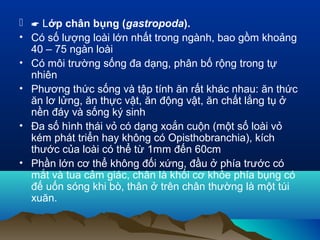   Lớp chân bụng (gastropoda).
• Có số lượng loài lớn nhất trong ngành, bao gồm khoảng
40 – 75 ngàn loài
• Có môi trường sống đa dạng, phân bố rộng trong tự
nhiên
• Phương thức sống và tập tính ăn rất khác nhau: ăn thức
ăn lơ lửng, ăn thực vật, ăn động vật, ăn chất lắng tụ ở
nền đáy và sống ký sinh
• Đa số hình thái vỏ có dạng xoắn cuộn (một số loài vỏ
kém phát triển hay không có Opisthobranchia), kích
thước của loài có thể từ 1mm đến 60cm
• Phần lớn cơ thể không đối xứng, đầu ở phía trước có
mắt và tua cảm giác, chân là khối cơ khỏe phía bụng có
đế uốn sóng khi bò, thân ở trên chân thường là một túi
xuăn.
 