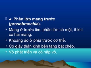   Phân lớp mang trước
(prosobranchia).
• Mang ở trước tim, phần lớn có một, ít khi
có hai mang.
• Khoang áo ở phía trước cơ thể.
• Có giây thần kinh bên tạng băt chéo.
• Vỏ phát triển và có nắp vỏ.
 