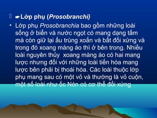  Lớp phụ (Prosobranchi)
• Lớp phụ Prosobranchia bao gồm những loài
sống ở biển và nước ngọt có mang dạng tấm
mà còn giữ lại ấu trùng xoắn và bất đối xứng và
trong đó xoang màng áo thì ở bên trong. Nhiều
loài nguyên thủy xoang màng áo có hai mang
lược nhưng đối với những loài tiến hóa mang
lược bên phải bị thoái hóa. Các loài thuộc lớp
phụ mang sau có một vỏ và thường là vỏ cuộn,
một số loài như ốc Nón có cơ thể đối xứng
 