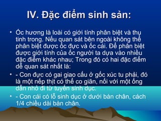 IV. Đặc điểm sinh sản:IV. Đặc điểm sinh sản:
• Ốc hương là loài có giới tính phân biệt và thụ
tinh trong. Nếu quan sát bên ngoài không thể
phân biệt được ốc đực và ốc cái. Để phân biệt
được giới tính của ốc người ta dựa vào nhiều
đặc điểm khác nhau; Trong đó có hai đặc điểm
dễ quan sát nhất là:
• - Con đực có gai giao cấu ở gốc xúc tu phải, đó
là một nếp thịt có thể co giãn, nối với một ống
dẫn nhỏ đi từ tuyến sinh dục.
• - Con cái có lỗ sinh dục ở dưới bàn chân, cách
1/4 chiều dài bàn chân.
 