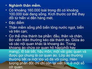 • Nghành thân mềm.
• Có khoảng 160.000 loài trong đó có khoảng
100.000 loài đang sống. Kích thước cơ thể thay
đổi từ hiển vi đến hàng mét.
• Đặc điểm
• Thân mềm sống phổ biến tỏng nước ngọt, biển
và trên cạn;
• Cơ thể chia thành ba phần: đầu, thân và chân.
Bờ viền thân thường kéo dài thành áo. Giữa áo
và các nội quan khác là khoang áo. Trong
khoang áo chứa cơ quan hô hấp(phổi hay
mang), lỗ bài tiết, hậu môn, một vài giác quan và
được gọi chung là cơ quan áo. Lớp áo thường
thường tiết ra một lớp vỏ đá vôi cúng. Hiên
tượng phân đốt chỉ chỉ còn lại viết tich ở một số
cớ quan;
 