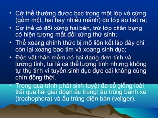 • Cớ thể thường được bọc trong một lớp vỏ cứng
(gồm một, hai hay nhiều mảnh) do lớp áo tiết ra;
• Cơ thể có đối xứng hai bên, trừ lớp chân bụng
có hiện tượng mất đối xứng thứ sinh;
• Thể xoang chính thức bị mô liên kết lấp đày chỉ
còn lại xoang bao tim và xoang sinh dục;
• Độc vật thân mềm có hai dạng đơn tính và
lưỡng tính, tui là cá thể lượng tính nhưng không
tự thụ tinh vì tuyến sinh dục đực cái không cùng
chín đồng thời.
• Trong qua trình phát sinh tuyệt đa số giống loài
trải qua hai giai đoạn ấu trùng: ấu trùng bánh xe
(trochophora) và ấu trùng diện bàn (veliger).
 