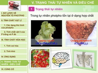 Trạng thái tự nhiên1
Quặng Apatit
(3Ca3(PO4)2.CaF2)
Quặng photphorit
(Ca3(PO4)2)
Trong tự nhiên photpho tồn tại ở dạng hợp chất
V. TRẠNG THÁI TỰ NHIÊN VÀ ĐIỀU CHẾ
I. SƠ LƯỢC VỀ
NGUYÊN TỐ PHOTPHO
II. TÍNH CHẤT VẬT LÍ
III. TÍNH CHẤT HÓA HỌC
2. Tính chất vật lí của
P trắng và P đỏ
IV. ỨNG DỤNG
V. TRẠNG THÁI TỰ
NHIÊN - ĐIỀU CHẾ
1. Các dạng thù hình
của photpho
2. Tính khử
1. Tính oxi hóa
VI. CỦNG CỐ
V. TRẠNG THÁI TỰ
NHIÊN - ĐIỀU CHẾ
 