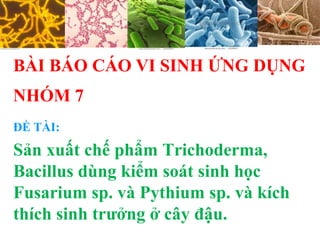 ĐỀ TÀI:
Sản xuất chế phẩm Trichoderma,
Bacillus dùng kiểm soát sinh học
Fusarium sp. và Pythium sp. và kích
thích sinh trưởng ở cây đậu.
NHÓM 7
BÀI BÁO CÁO VI SINH ỨNG DỤNG
 