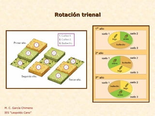 Rotación trienal M. C. García Chimeno IES “Leopoldo Cano” 