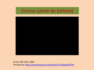 Encino (atole de bellota)
Funte: SEP /ILCE, 2007
Tomado de: https://www.youtube.com/watch?v=O2qqmATHTr8
 