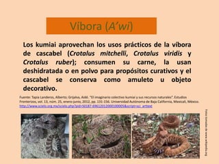 Víbora (A’wi)
Los kumiai aprovechan los usos prácticos de la víbora
de cascabel (Crotalus mitchelli, Crotalus viridis y
Cr...