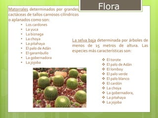 FloraMatorrales determinados por grandes
cactáceas de tallos carnosos cilíndricos
o aplanados como son:
• Los cardones
• La yuca
• La biznaga
• La choya
• La pitahaya
• El palo de Adán
• El garambuIlo
• La gobernadora
• La jojoba
La selva baja determinada por árboles de
menos de 15 metros de altura. Las
especies más características son:
 El torote
 El palo de Adán
 El lomboy
 El palo verde
 El palo blanco
 El cardón
 La choya
 La gobernadora,
 La pitahaya
 La jojoba
 