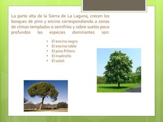 La parte alta de la Sierra de La Laguna, crecen los
bosques de pino y encino correspondiendo a zonas
de climas templados o semifríos y sobre suelos poco
profundos las especies dominantes son:
• El encino negro
• El encino roble
• El pino Piñero
• El madroño
• El sotol.
 