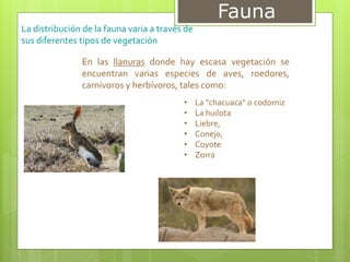 Fauna
La distribución de la fauna varia a través de
sus diferentes tipos de vegetación
En las llanuras donde hay escasa vegetación se
encuentran varias especies de aves, roedores,
carnívoros y herbívoros, tales como:
• La "chacuaca" o codorniz
• La huilota
• Liebre,
• Conejo,
• Coyote
• Zorra
 