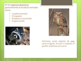 En las regiones desérticas
generalmente se localizan animales
como:
• La paloma torcaza
• El mapache
• El babisuri o cacomixtle
• El gato montés
Asimismo, varias especies de aves
como el águila, "el aura" o zopilote, el
gavilán, la lechuza y el cuervo
 